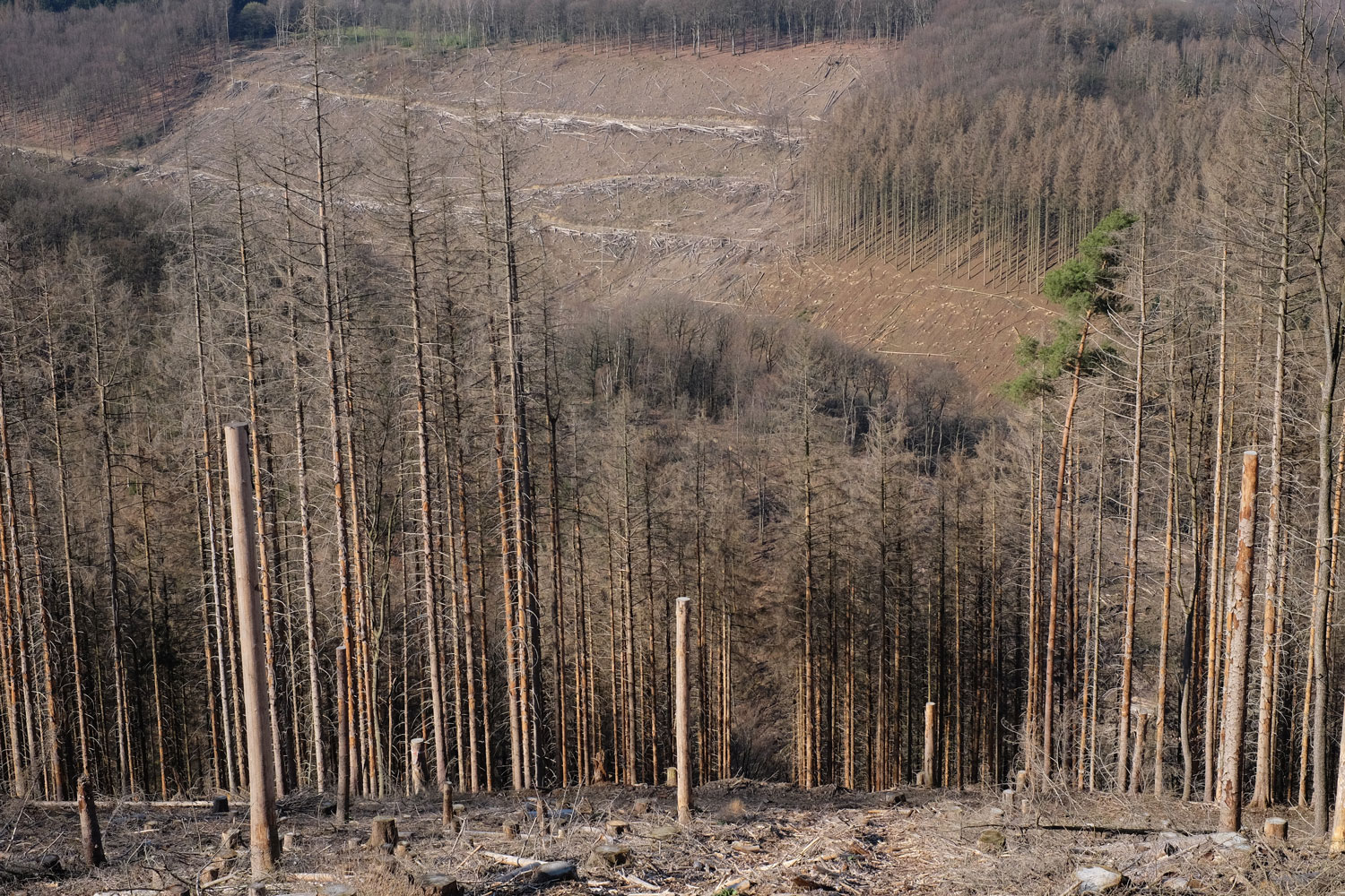 Bäume pflanzen für das Klima CO2 Kompensation Wald und Baum