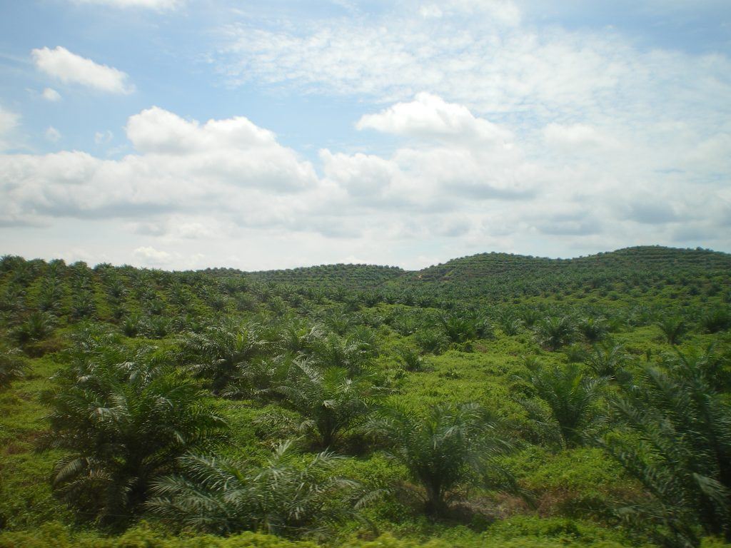 Palmölplantage in Malaysia