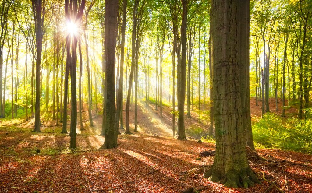 Wald in Deutschland durch Baumspenden