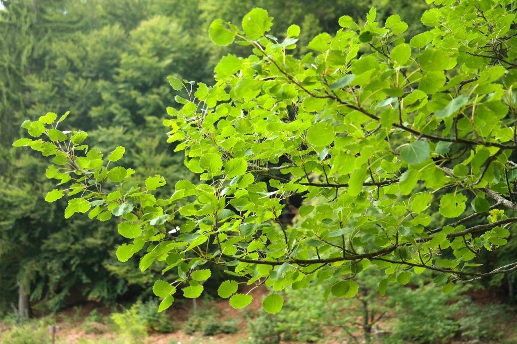 Blätter der Zitterpappel - Espe, Aspe