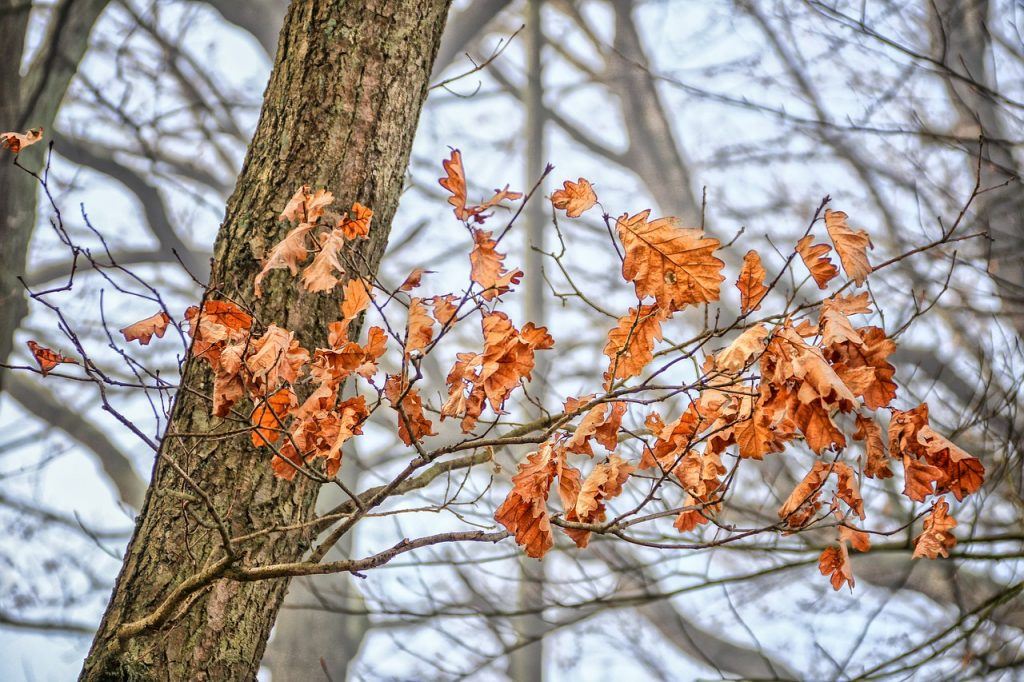 Eichenblätter im Winter