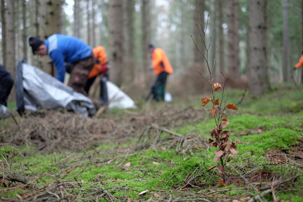 Buchenpflanzung durch Baumspende in Schleswig-Holstein